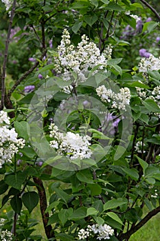 Lilas com Common lilac Syringa vulgaris
