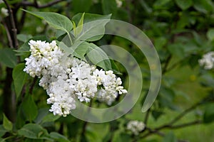 Lilas com Common lilac Syringa vulgaris photo