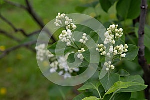 Lilas com Common lilac Syringa vulgaris. photo