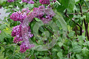 Lilas commun Common lilac Syriaga vulgaris