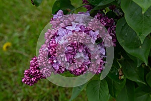 Lilas commun Common lilac Syringa vulgario