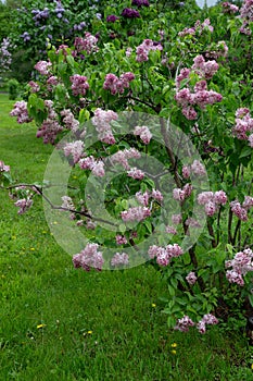 Lilas commun Common lilac Syringa vulgaris