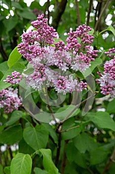Lilas commun.Common lilac Syringa vulgaris
