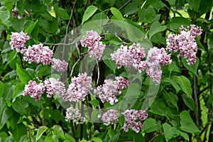 Lilas commun Common lilac Syringa vulgaris