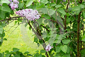 Lilas commun Common lilac Syringa vulgaris