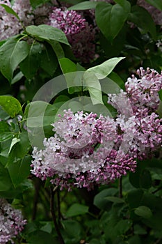 Lilas commun Common lilac Syringa vulgaris De Louvain.Oleaceae garden