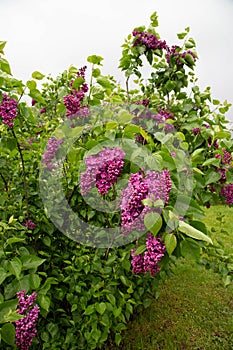 Common lilac Syringa vulgaris photo