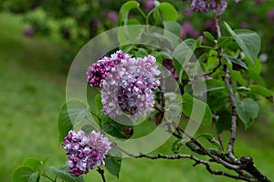 Lilas commun Common Lilac Syringa vulgaris `Komsomolka Oleaceae Origine horticole Garden photo