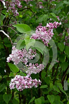 Lilas commun Common lilac yringa vulgaris. photo