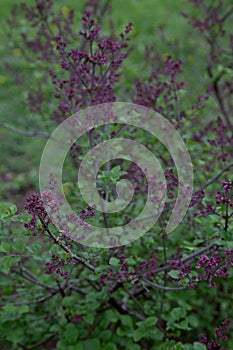 Lilas de Meyer Meyer lilac Syringa meyeri `Palibin`.Oleaceae Origine horticole Garden