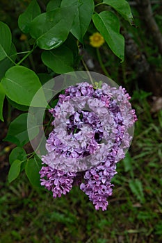 Lilas Ã  fleurs de jacinthe Hyacinth lilac Syringa x hyacinthiflora.Daphne Pink Oleaceae