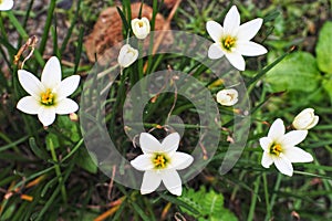 Lili putih or Zephyranthes candida are ornamental plants.