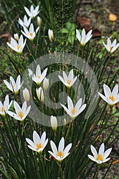 Lili putih or Zephyranthes candida are ornamental plants.