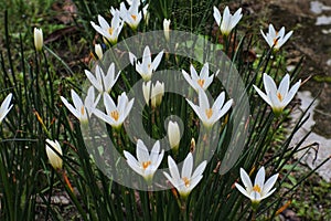 Lili putih or Zephyranthes candida are ornamental plants.