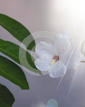 Lili white Flower in The morning