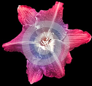 Lilia flower on black isolated background with clipping path. Closeup. For design. View from above.