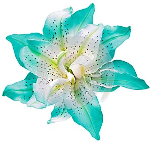 Lilia flower on white isolated background with clipping path. Closeup. For design. View from above.