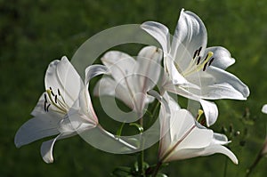 Lilia flowers close up