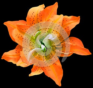 Lilia orange flower on black isolated background with clipping path. Closeup. For design. View from above.