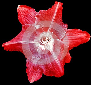 Lilia red flower on black isolated background with clipping path. Closeup. For design. View from above.