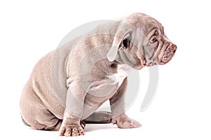 A liliac American bully puppy sits quietly and looks away.