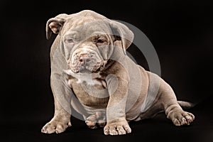 A liliac American bully puppy with uncut ears.