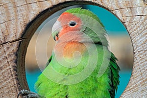 Lilian's lovebird green exotic parrot bird