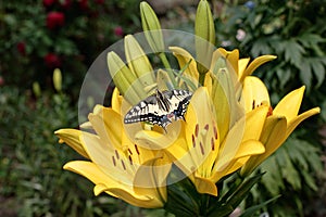 Lilie's Swallowtail