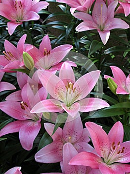 Lilies