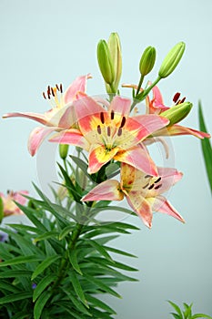 Lilies