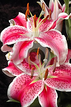 Lilies photo