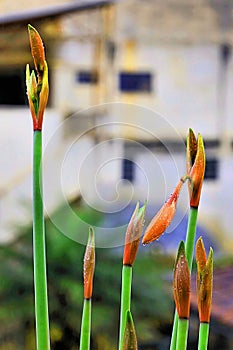 lilies, beautiful garden flower, after a few drops of rain