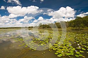 Lilies at Bird Billabong, Australia