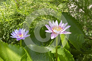 Lilies bloom beautifully