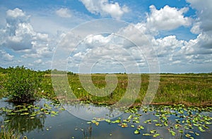 Lilies bloom in a marsh at Everglades National Park.