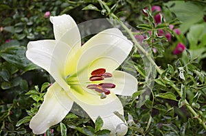 Lilies are blooming. Garden flowers, yellow lily, royal flower. Rural life. Summer beauties of the garden - royal lilies. View