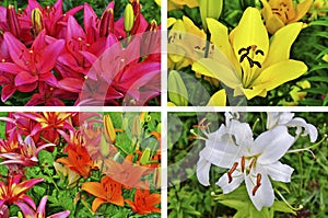 Lilies collage