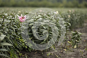 Lilies in commercial harvest field