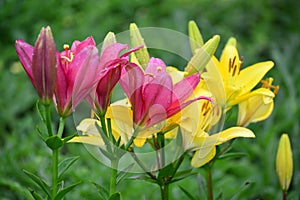 Lilies in drops of water after rain