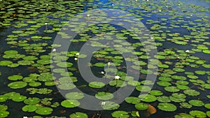 Lilies floating atop a Bacalar, Mexico lagoon