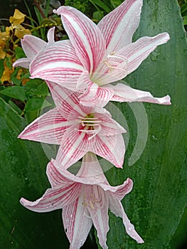 Lilies are flowering plants belonging to the liliaceae familiy