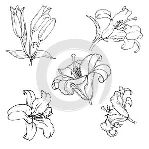 Lilies flowers and buds, plant elements set