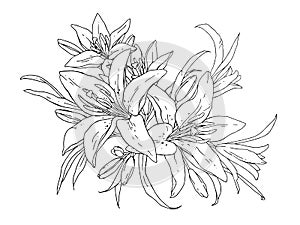 Lilies flowers monochrome vector illustration. Beautiful draw of tiger lilly isolated on white background. Element for design