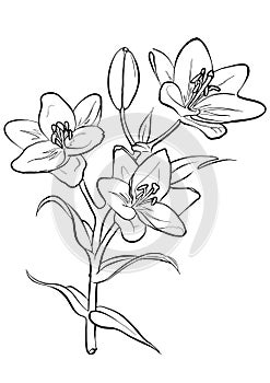 Lilies. Freehand drawing.