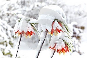 Lilies Fritillaria imperiali under the snow.