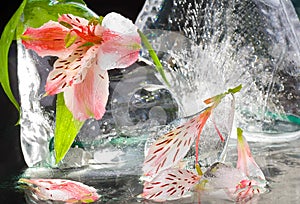 Lilies with ice