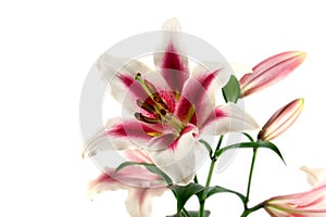 Lilies isolated on white