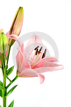 Lilies isolated on white