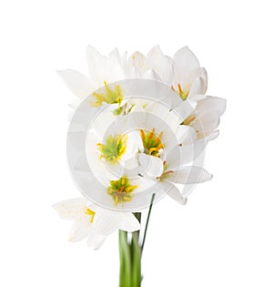 Lilies isolated on a white background. white rain lily zephyranthes candida