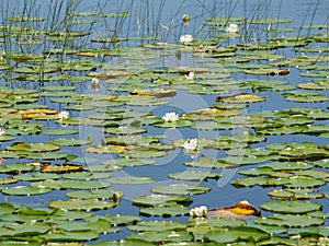 Lilies in a lake